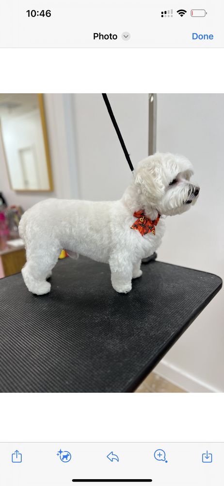 Lilly Pups Boutique Image