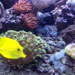 Appleton Dental - Great saltwater aquarium in waiting room!