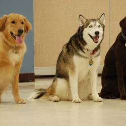 Dog Gone Good Dog Training - Posiitive Reinforcement Dog Training Classes