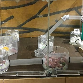 Pacific Science Center - naked mole rats - Museums Near Me - Seattle, Washington