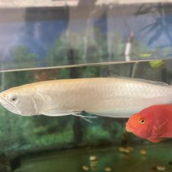 Golden Foot Spa - Fish