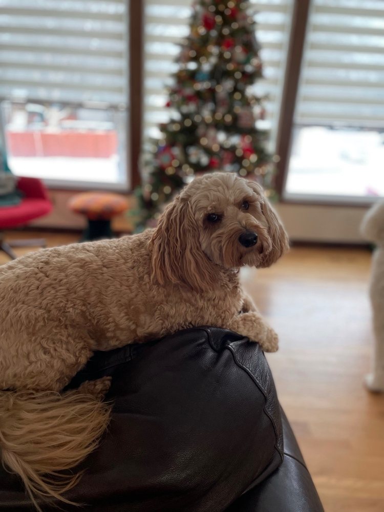 THE PAISLEY POOCH Updated September 2024 3309 N Argonne Rd, Spokane Valley, Washington Pet