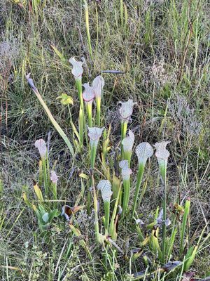 Tarkiln Bayou Preserve State Park by null