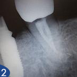 Alice G. Alatorre, DDS