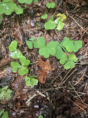 Around Portland Tours by null