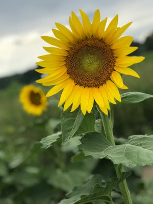 Columbia Bottom Conservation Area by null