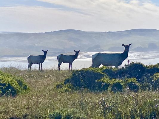 Tomales Point Trailhead by null