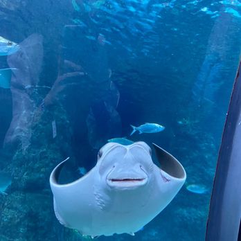 Downtown Aquarium - Museums Near Me - Denver, Colorado Downtown Aquarium - Museums Near Me - Denver, Colorado