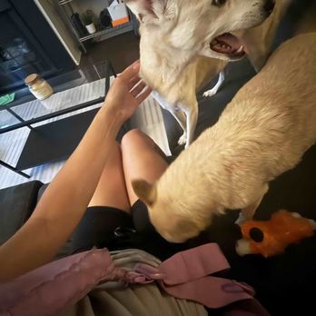 Paw Picked Pet Care - Dog Walkers Near Me