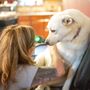 Photo of Animal Rehab & Pain Center