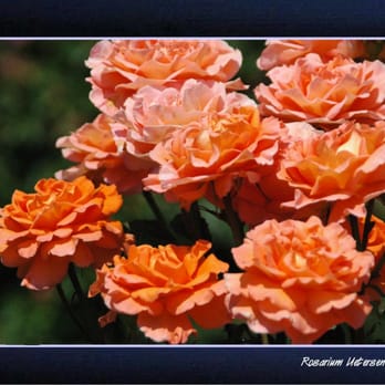 Rosarium - Parks Near Me - Uetersen, SH Rosarium - Parks Near Me - Uetersen, SH
