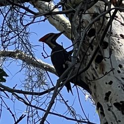 Sawgrass Lake Park - Pileated woodpecker