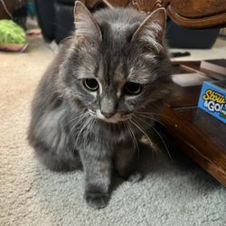 Joni's Pet Salon - She's so happy