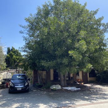 Mendoza's Tree Services - before - Tree Services Near Me - Hacienda Heights, California Mendoza's Tree Services - before - Tree Services Near Me - Hacienda Heights, California