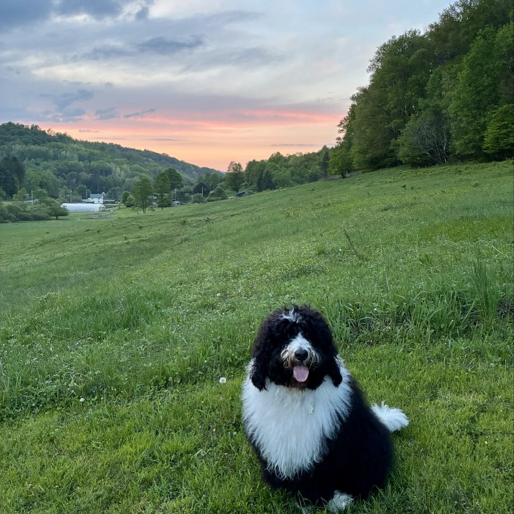 Enchanted Mountains Urgent Veterinary Care - Morty on vacation - Veterinarians Near Me - Olean, New York Enchanted Mountains Urgent Veterinary Care - Morty on vacation - Veterinarians Near Me - Olean, New York