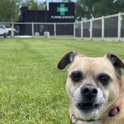 Tumbleweed - Dog park