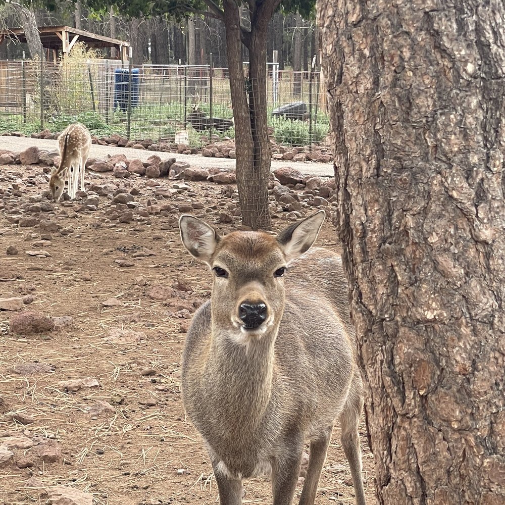 Grand Canyon Deer Farm - Zoos Near Me - Williams, Arizona Grand Canyon Deer Farm - Zoos Near Me - Williams, Arizona