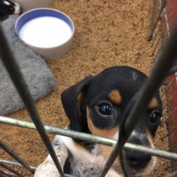Double M Feed Garden & Pet Supply - Cutest little dachshund puppy and chihuahua puppies!!
