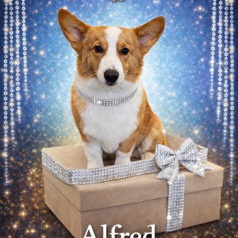 Deak Dog Grooming - Pet Groomers Near Me - Okeechobee, Florida Deak Dog Grooming - Pet Groomers Near Me - Okeechobee, Florida