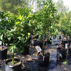 Citrus Trees