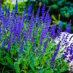 Jon Sneider Lawn Care & Tree Service - From soil to petals, these flowers get the nutrients they need to flourish -- expertly fertilized and cared for.