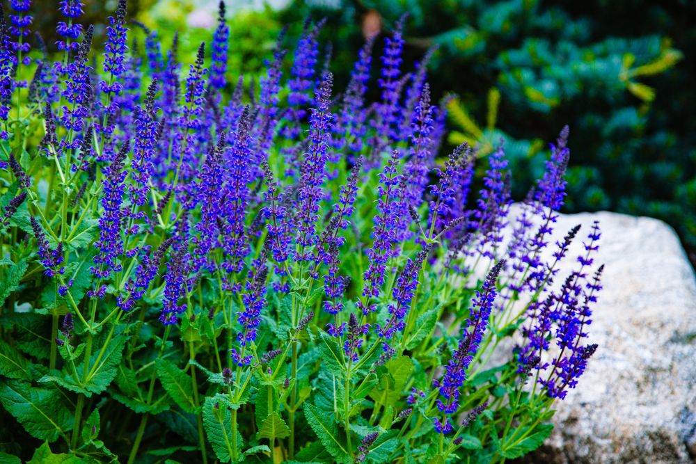 Jon Sneider Lawn Care & Tree Service - tree service in Newton, MA