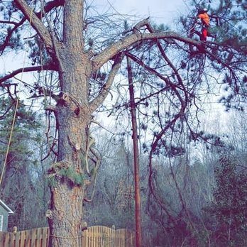 Foothill Tree Experts - Tree Services Near Me Foothill Tree Experts - Tree Services Near Me