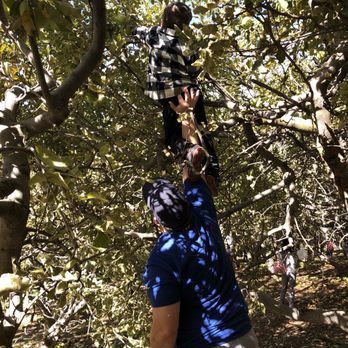 Riley's Farm - Had to get the apples left at top of trees - Fruits & Veggies Near Me - Oak Glen, California Riley's Farm - Had to get the apples left at top of trees - Fruits & Veggies Near Me - Oak Glen, California