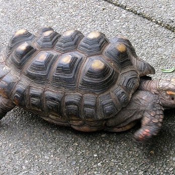 Feathered Friends & Critters - The poor tortoises she'll had pyramid shell - Reptile Shops Near Me - Pomona, California