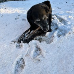 Halton Veterinary House Call - Home Pet Euthanasia