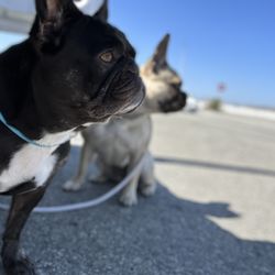2 frenchies getting some sun before the drive home.