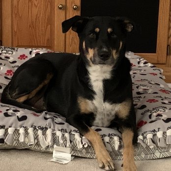 Four Paws Inn - Pet Sitting Near Me - Banning, California