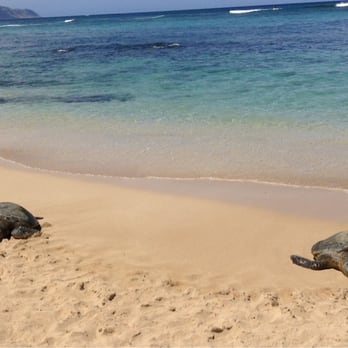 Laniakea Beach - Beaches Near Me - Haleiwa, Hawaii