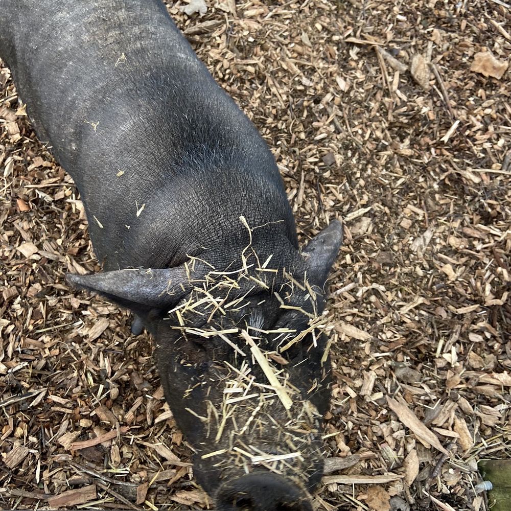 Oinking Acres Farm - He was having fun in the hay - Attraction Farms Near Me - Brownsburg, Indiana Oinking Acres Farm - He was having fun in the hay - Attraction Farms Near Me - Brownsburg, Indiana