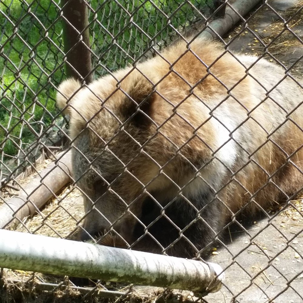Bailiwick Animal Park - Tiny bear cub - Horseback Riding Near Me - Catskill, New York