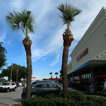 Alligator Tree Service - hurricane cut palm tree - Tree Services Near Me - Sarasota, Florida Alligator Tree Service - hurricane cut palm tree - Tree Services Near Me - Sarasota, Florida