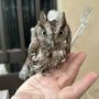 Photo of South Florida Wildlife Center