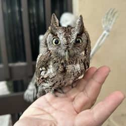 South Florida Wildlife Center - The owl I found