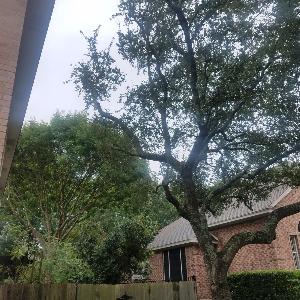 live oak butchered. live oak butchered.