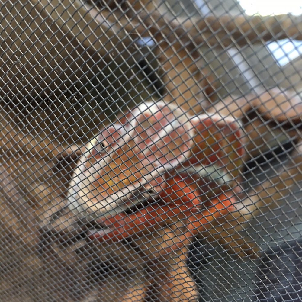 Pets To Go - The store's pet chameleon - Pet Stores Near Me - Elk Grove, California Pets To Go - The store's pet chameleon - Pet Stores Near Me - Elk Grove, California