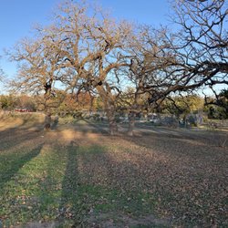 Numerous large trees