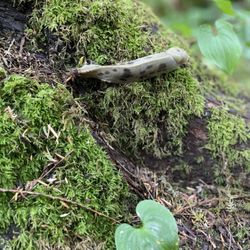 Capilano Salmon Hatchery - Slug on the nearby trail