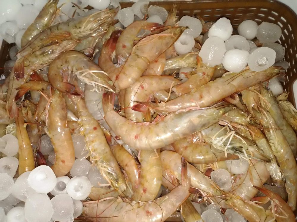 FRESH SHRIMP Updated June 2024 42 Photos Apalachicola, Florida