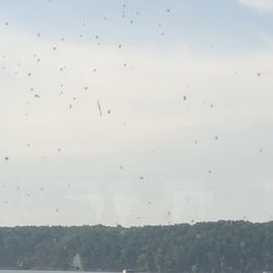 The Restaurant at Pickwick Landing - Dead bugs on restaurants window. Kinda takes away from the view and the enjoyment of the meal.