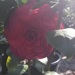 Nuccio's Nurseries - Red Devil camellia