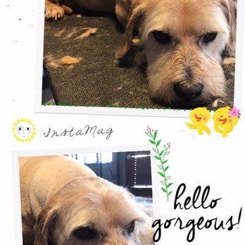 Barking Bad Grooming - He just laid there the entire time...relaxing! - Pet Groomers Near Me - Albuquerque, New Mexico