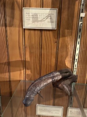 The Mütter Museum at The College of Physicians of Philadelphia by null