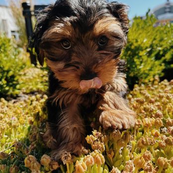 The Puppy Store Vineyard - A super cute Yorkie puppy - Pet Stores Near Me - Vineyard, Utah The Puppy Store Vineyard - A super cute Yorkie puppy - Pet Stores Near Me - Vineyard, Utah