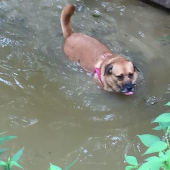 Wake County Animal Center - Love to swim! - Animal Shelters Near Me - Raleigh, North Carolina Wake County Animal Center - Love to swim! - Animal Shelters Near Me - Raleigh, North Carolina