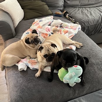 All Around Pet Care - Pet Sitting Near Me - Las Vegas, Nevada All Around Pet Care - Pet Sitting Near Me - Las Vegas, Nevada